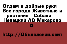 Отдам в добрые руки  - Все города Животные и растения » Собаки   . Ненецкий АО,Макарово д.